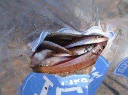 アジもキスもいい感じ♪泉大津RT2日あさ