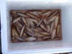 花市場前で１種目追加15日朝ＲＴ泉大津店