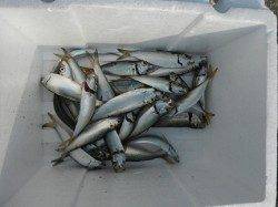 早朝にアジ好調♪鳴尾海つり広場RT