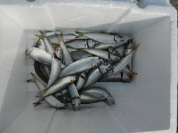 早朝にアジ好調♪鳴尾海つり広場RT