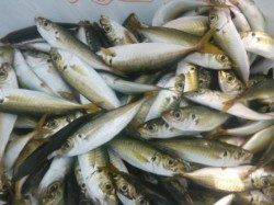 アジ★カワハギが♪食コンりある