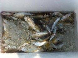 水軒鉄鋼団地もサビキ好釣！大鯖も！15日ＲＴ