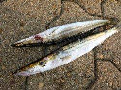 神戸空港　良型タチウオといシオ