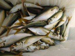 兵庫突堤　アジ＆大ガシラ