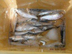 【サヨリやハゼも狙えます♪】南芦屋浜