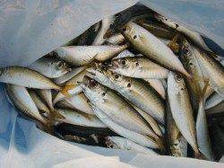 【青物キタァ～】南芦屋浜リアルタイム