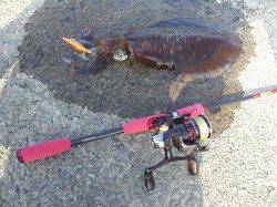 野島・加尾漁港　エギングでアオリイカのキロアップ！タコジグでタコも