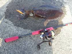 野島・加尾漁港　エギングでアオリイカのキロ…