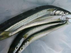 兵突　サヨリ好調サビキ好調 