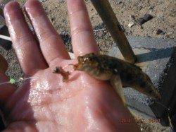 【西側、潮止まりでハゼ釣れてます♪】南芦屋浜