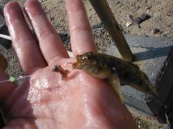 【西側、潮止まりでハゼ釣れてます♪】南芦屋…