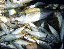 食コン★中アジにキス、ハゲなど