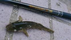 武庫川名物【ハゼ】釣れだした！ 