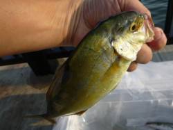  神戸空港　魚種豊富です