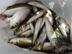 【サビキで、アジ、イワシ♪】南芦屋浜