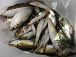 【サビキで、アジ、イワシ♪】南芦屋浜