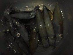 大蔵海岸のケンサキイカがオススメ・神戸ハーバ