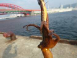 朝の北公園のタコも小アジも！ 