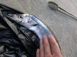 朝の空港タチウオとツバス！