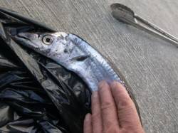  朝の空港タチウオとツバス！ 