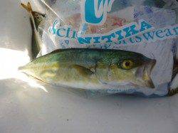 朝の兵突サビキでツバス！