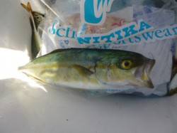 朝の兵突サビキでツバス！