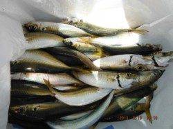 【お昼間もサビキ釣り♪】南芦屋浜