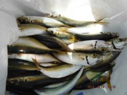 【お昼間もサビキ釣り♪】南芦屋浜