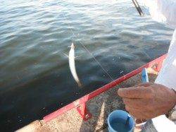 早朝にアジ釣れてます♪鳴尾海釣り広場ＲＴ