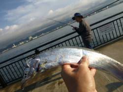 神戸空港　タチウオ釣れてます