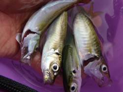 北公園、小野浜　サビキ釣りが面白い