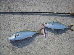 貝塚人工島ツバス回遊中♪