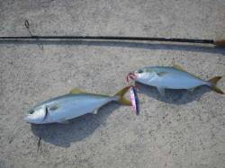 貝塚人工島ツバス回遊中♪