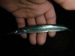 夜の兵突サビキ釣りいい感じ!