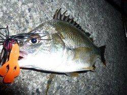 芦屋浜　チヌ好調継続♪夜釣りがいいね！