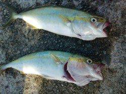 【さて青物は??】南芦屋浜リアルタイム