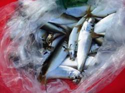  カワイ子ちゃんが大騒ぎ泉大津店23日朝Ｒ…