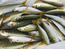 神戸空港　連日タチウオ！