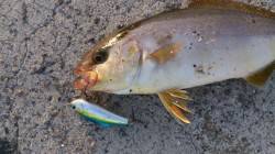 今日は？カマスマンが行く！ 