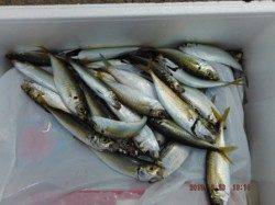 【サビキでアジ狙えます♪】南芦屋浜