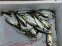 【サビキでアジ狙えます♪】南芦屋浜 