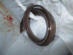 夜の兵突色々釣れてます！