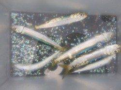 兵庫突堤　アジ１７ｃｍアップ