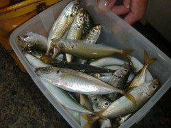 【意外??に釣れてます】南芦屋浜リアルタイム