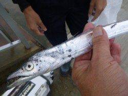 空港　ツバス３１ｃｍとタチウオ