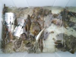 食コン●カワハギで倍返しだ