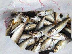 【涼しい朝にアジ大漁♪】南芦屋浜ベランダ