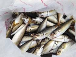 【涼しい朝にアジ大漁♪】南芦屋浜ベランダ