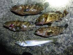 【岸和田港で五目釣り♪】 