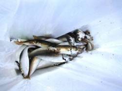 ねばり勝ち!?　泉大津ＲＴ　26日おひる